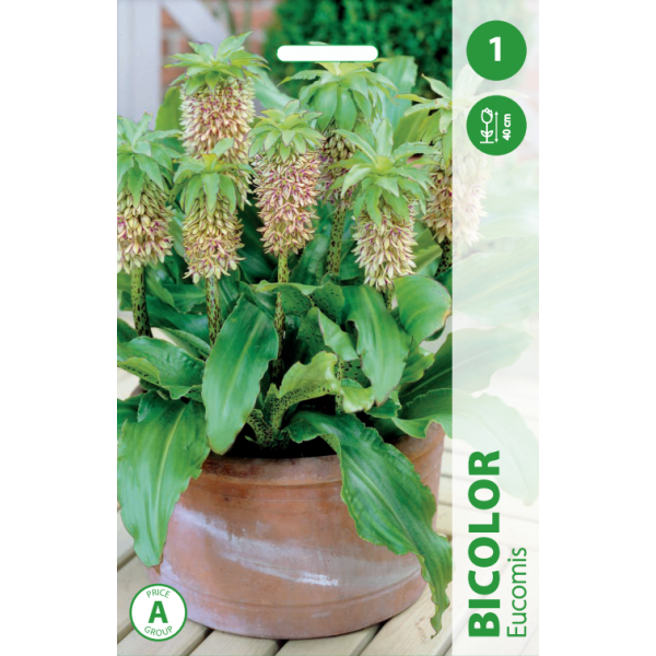 EUCOMIS  BICOLOR 1pc