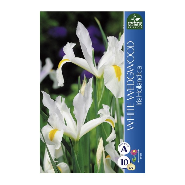 IIRIS WHITE WEDGEWOOD