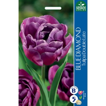 TULIPS BLUE DIAMOND