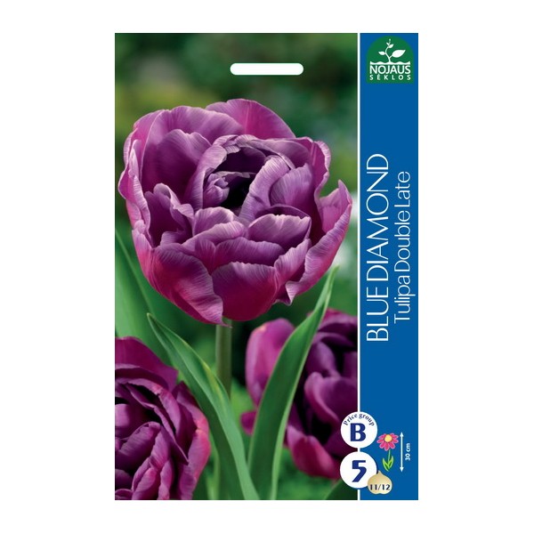 TULIPS BLUE DIAMOND