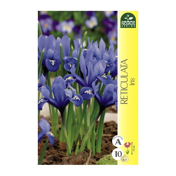 Dwarf Iris Reticulata