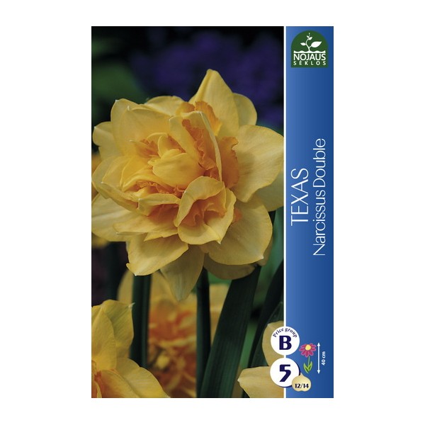 DAFFODIL TEXAS 3 pcs