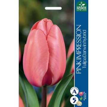 TULIPS PINK IMPRESSION