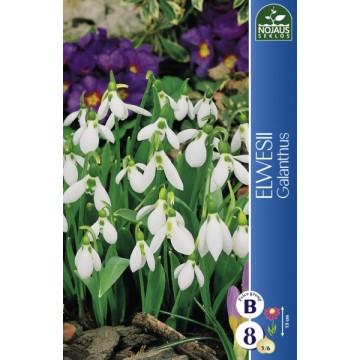 Greater Snowdrop Elwesii