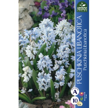 Lebanese Squill