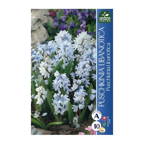 Lebanese Squill
