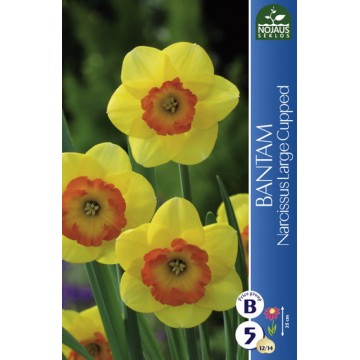 Daffodil Bantam
