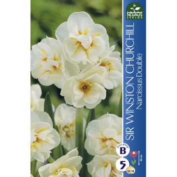 DAFFODILS SIR WINSTON...