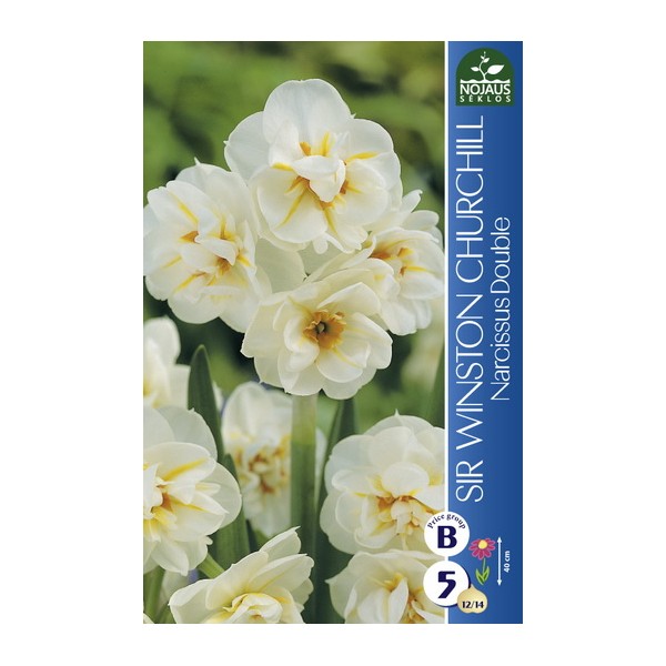 DAFFODILS SIR WINSTON CHURCHILL