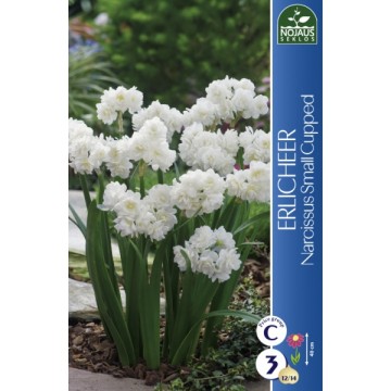 Daffodil Erlicheer