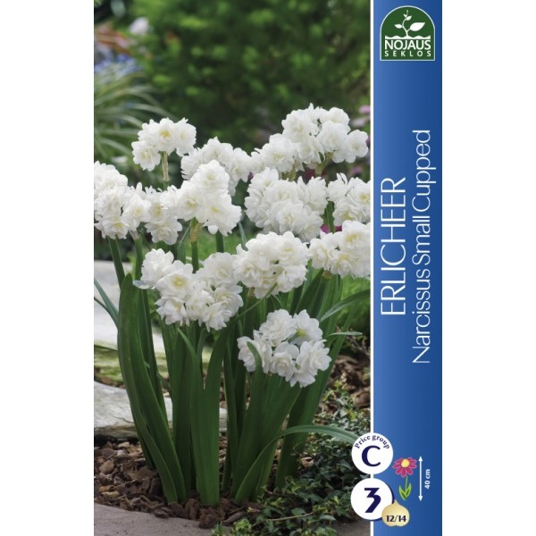 Daffodil Erlicheer