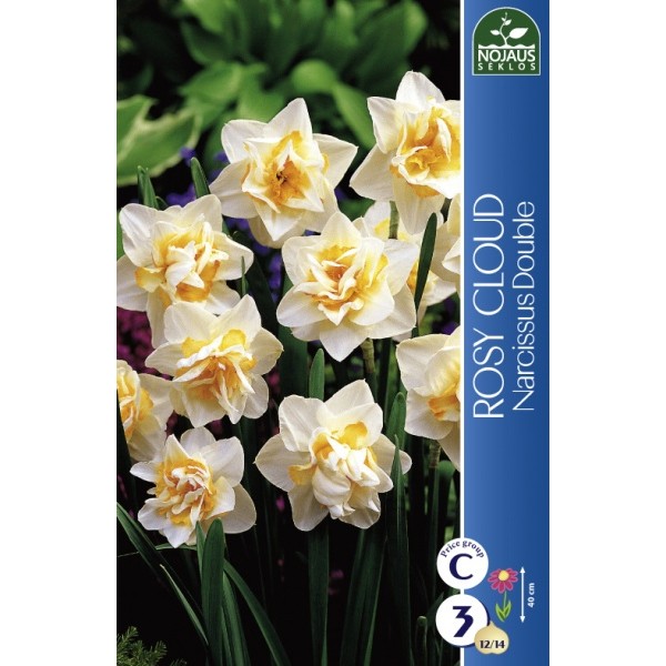 NARCIZAI ROSY CLOUD