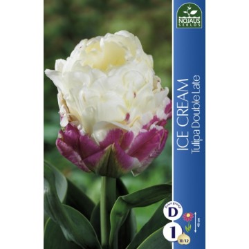 TULIPS ICE CREAM