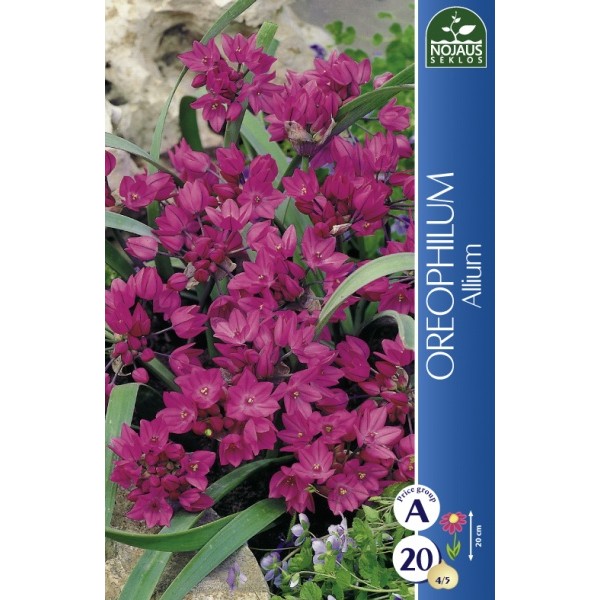 Allium Oreophilum