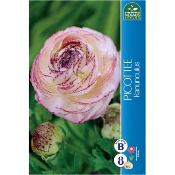 Ranunculus Picotee