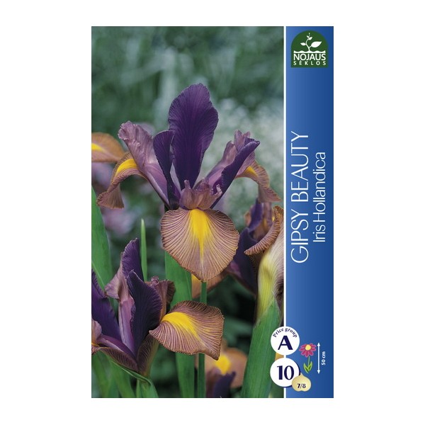 Dutch Iris Gipsy Beauty