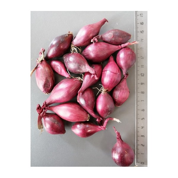 0.5 KG RED KARMEN 14/21 LATE ONION SEEDLINGS