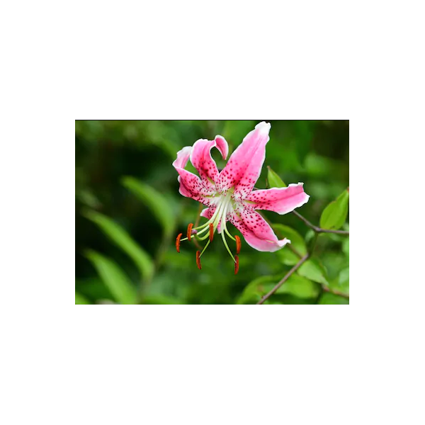 Lilium SPECIOUS UCHIDA 2pcs