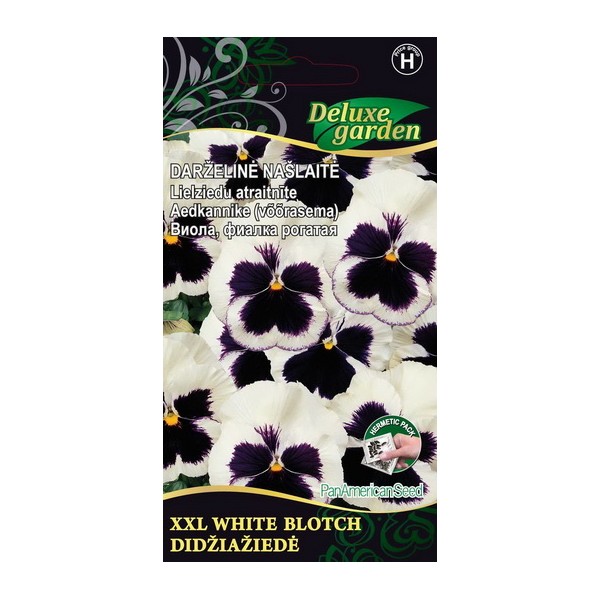 Viola, pansy XXL WHITE BLOTCH