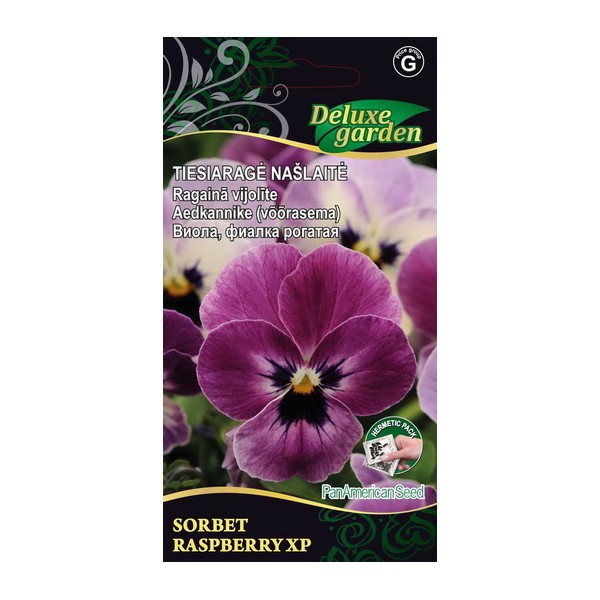 Viola, pansy SORBET XP RASBERRY XP