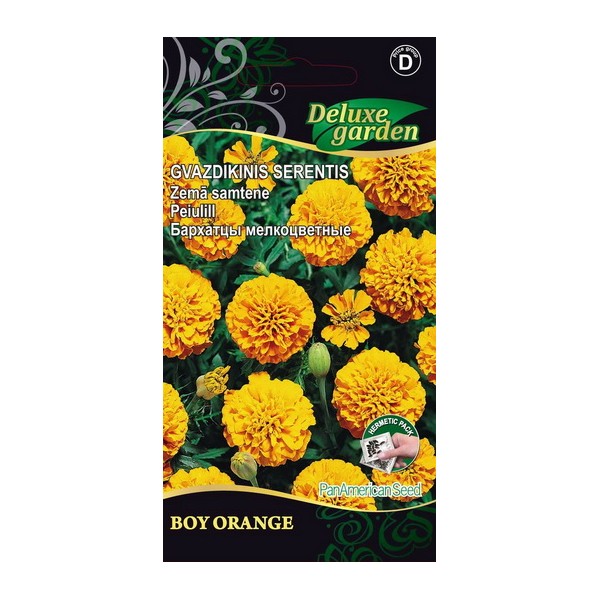 French marigold BOY ORANGE