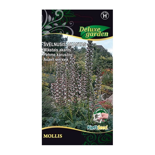 Gentle Acanthus Mollis
