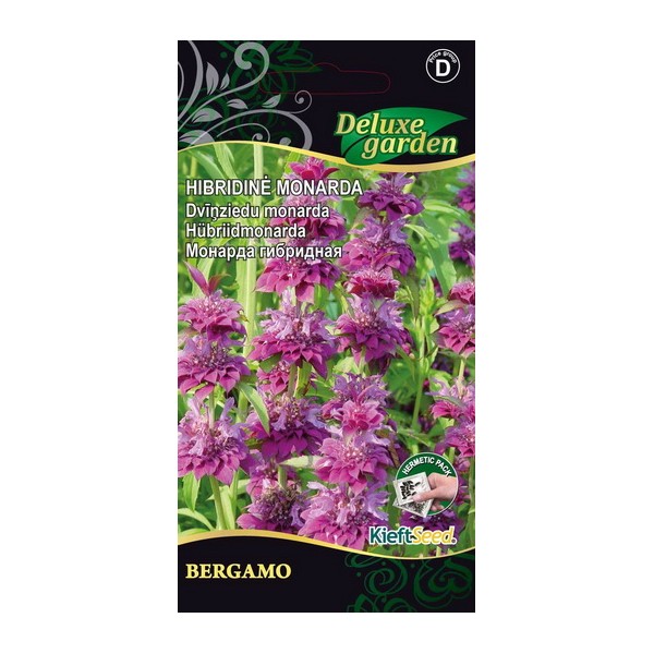 Purppuraväriminttu BERGAMO