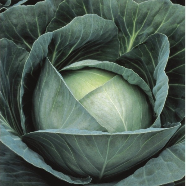 White cabbage seeds Agressor H 30s