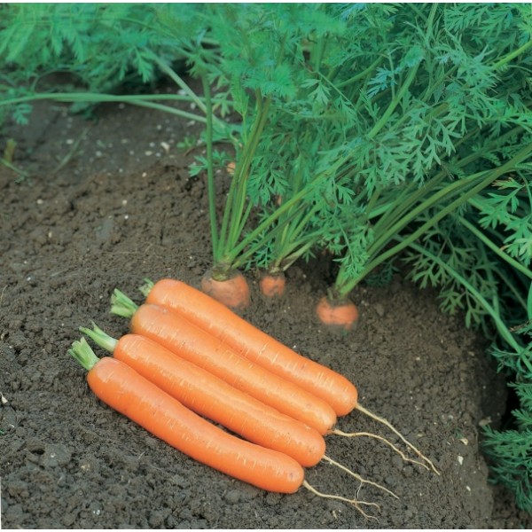 Carrot seeds Champion H 200s