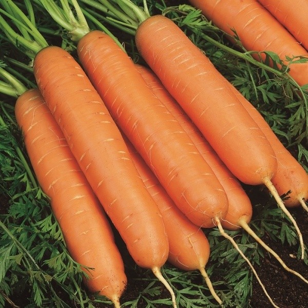 Carrots Yucon H 200 seeds
