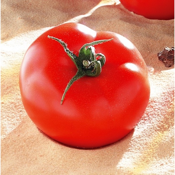 Tomato seeds Brooklyn H 8s