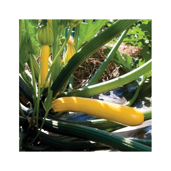 Courgettes Golden Glory H 5s