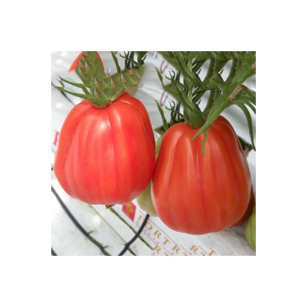 Tomato seeds Arawak 8s