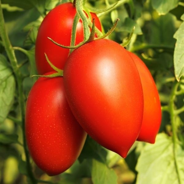 Tomatoes Bacalar H 8s