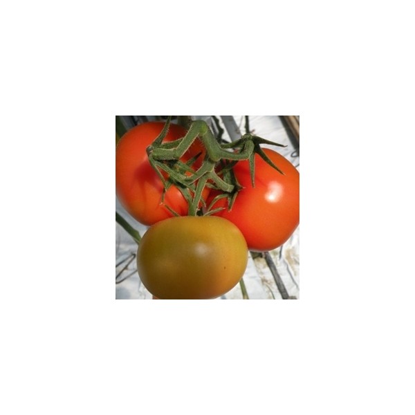 Tomato seeds Baribine 8s