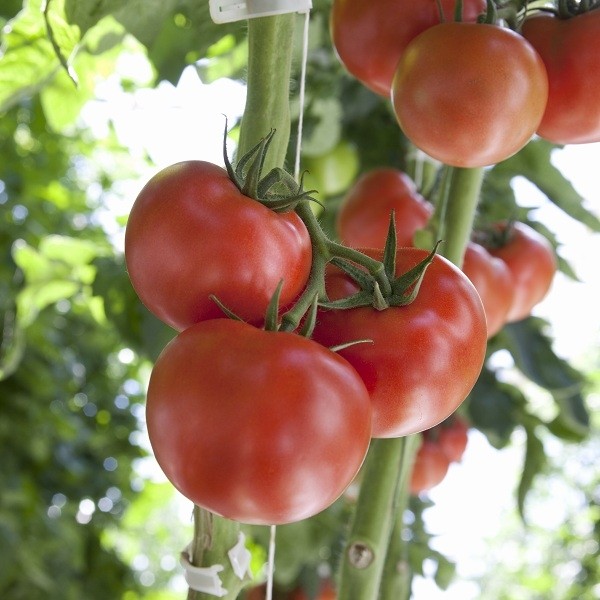 Tomattit Mamirio 8s