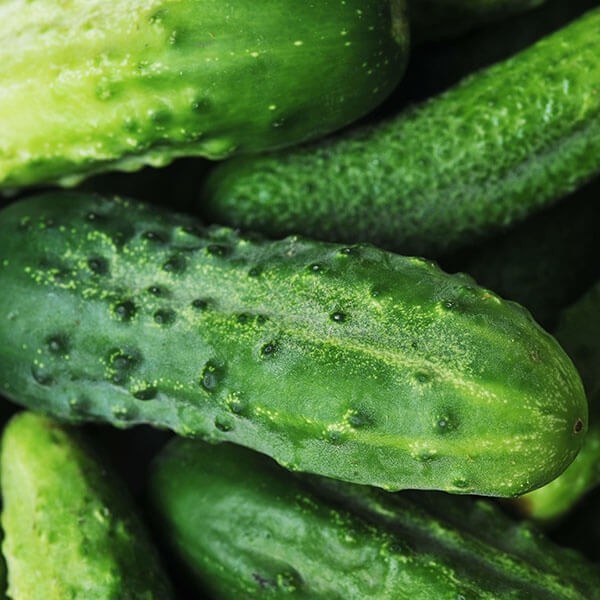 Short-fruited Cucumbers Octopus H 500 seeds