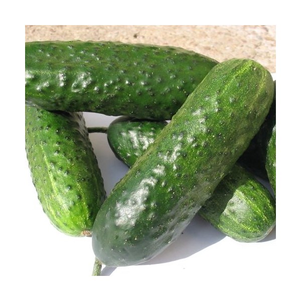 Cucumbers Pasalimo H 100 seed