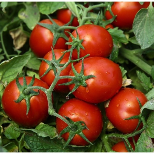 Tomatoes Chibli H 2500 seeds