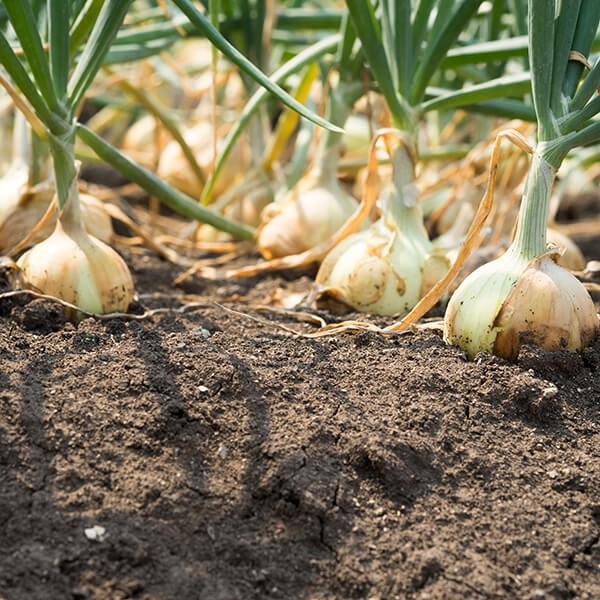 Onion seeds Vision H 1g