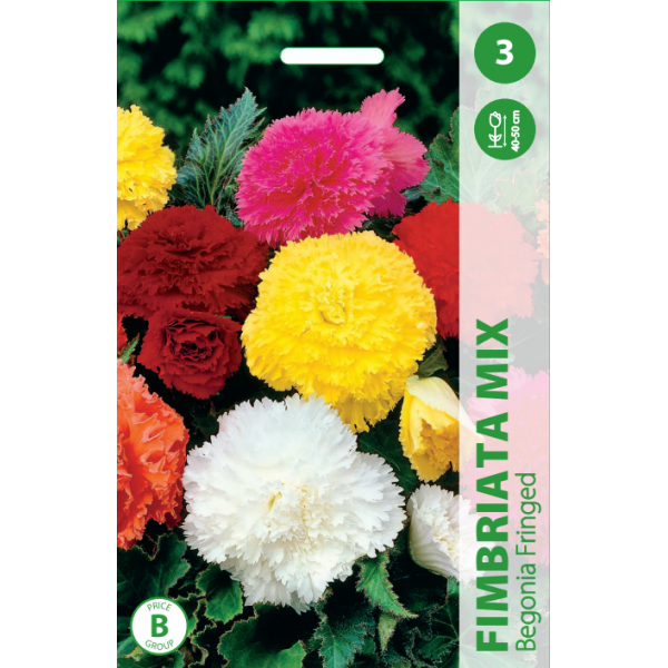 BEGONIA FIMRIATA MIXED 3pcs