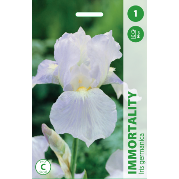 Iris ‘Immortality’