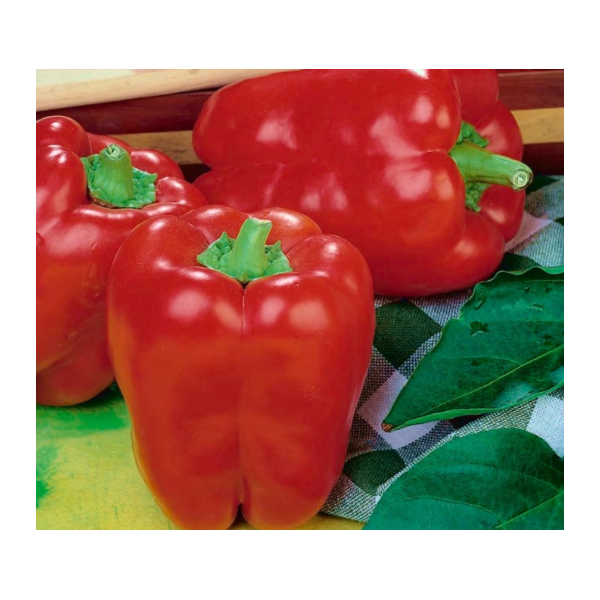 Bell pepper Barborka 10g