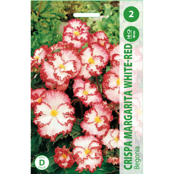 Begonia CRISPA MARGARITA WHITE - RED 2pcs