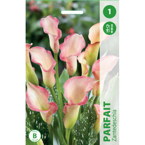 Calla Lily PARFAIT 1pc.