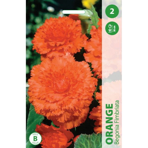 Begonia Orange 1pc