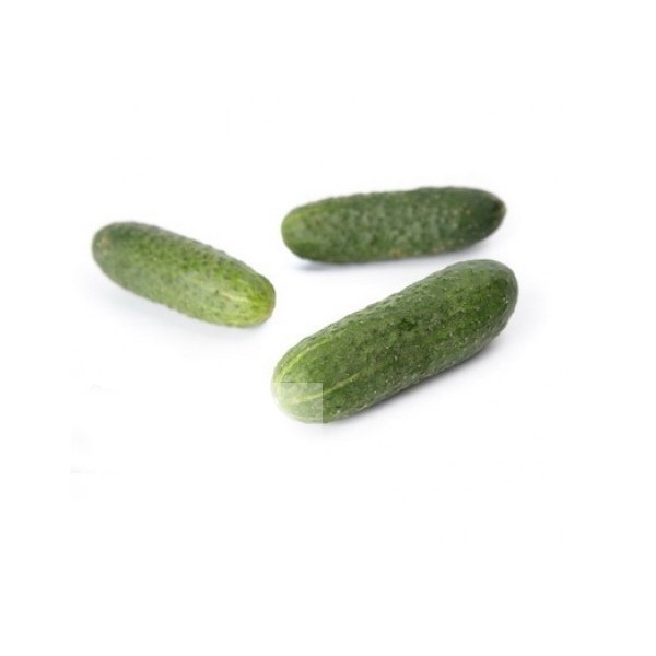 Short-fruited cucumbers KARAOKE H 100 seeds