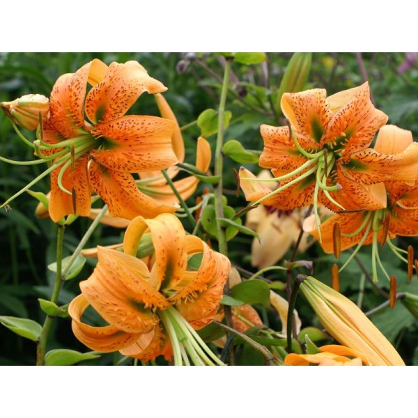 Lilium SPECIOSUM HENRYI 1pc