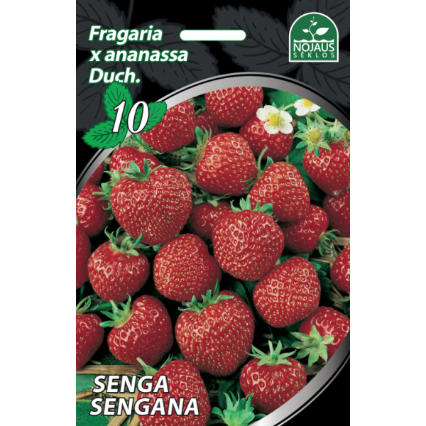 Braškės Senga Sengana 50vnt