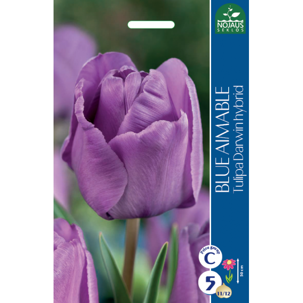 Tulip Blue Aimable